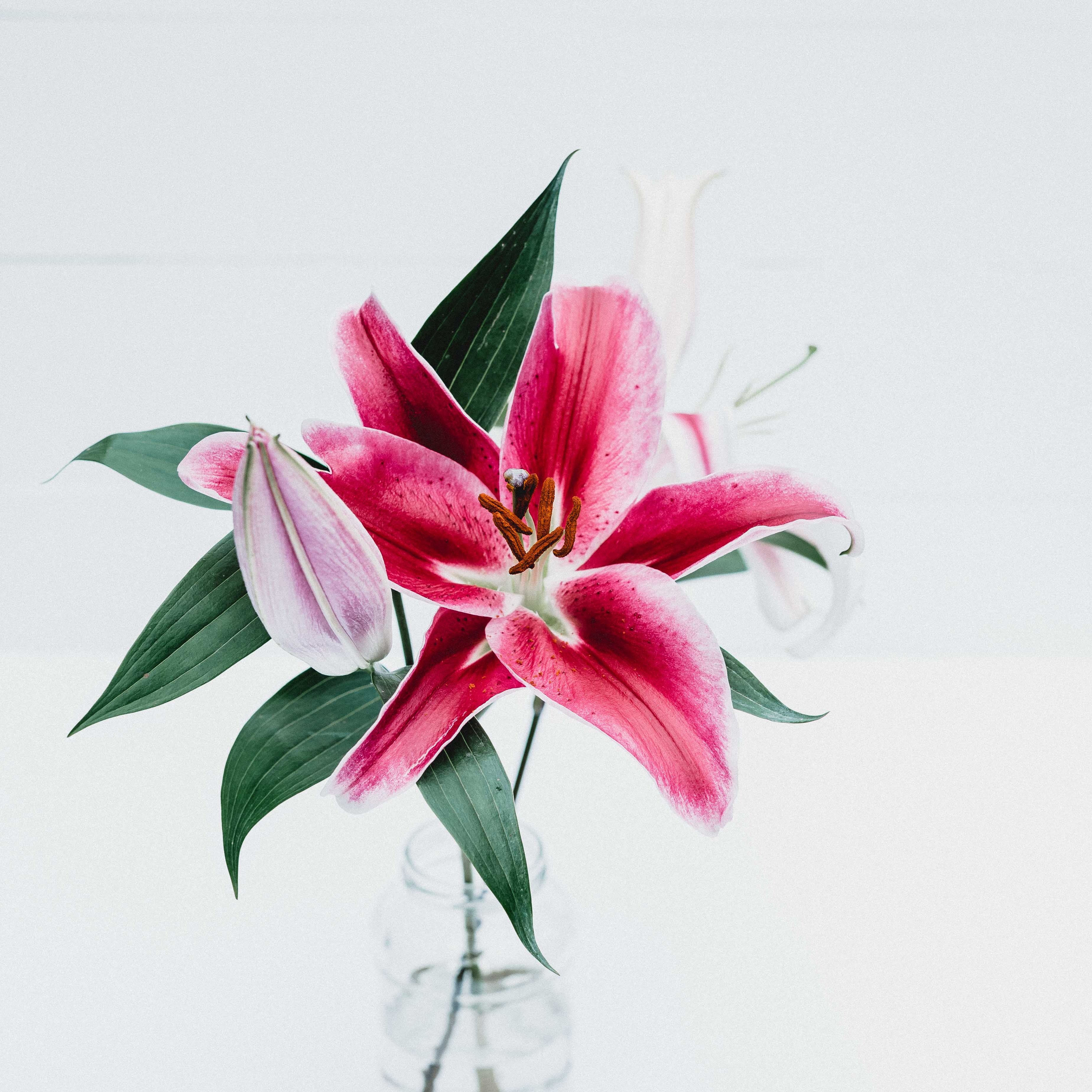 inner beauty eft blog post stargazer lilies in clear vase